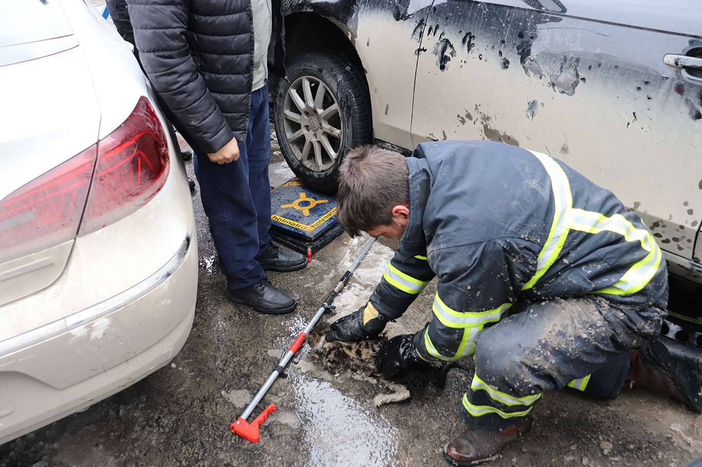 Otomobil motoruna sıkışan kedi bir saatlik çalışmanın ardından kurtarıldı Otomobil motoruna sıkışan kedi bir saatlik çalışmanın ardından kurtarıldı